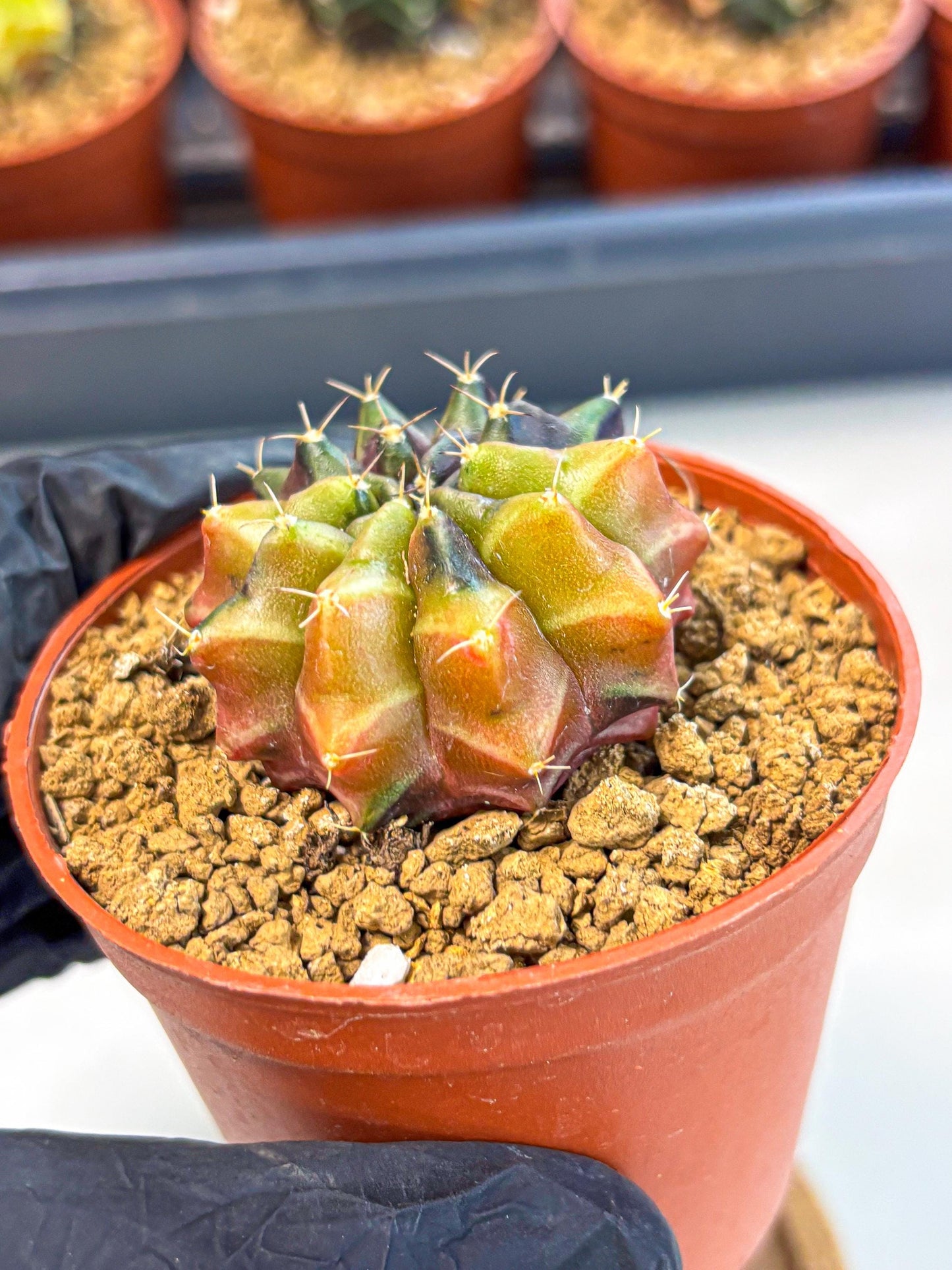 Gymnocalycium Sepia (gy12) (g5) | colorful Variegated Cactus