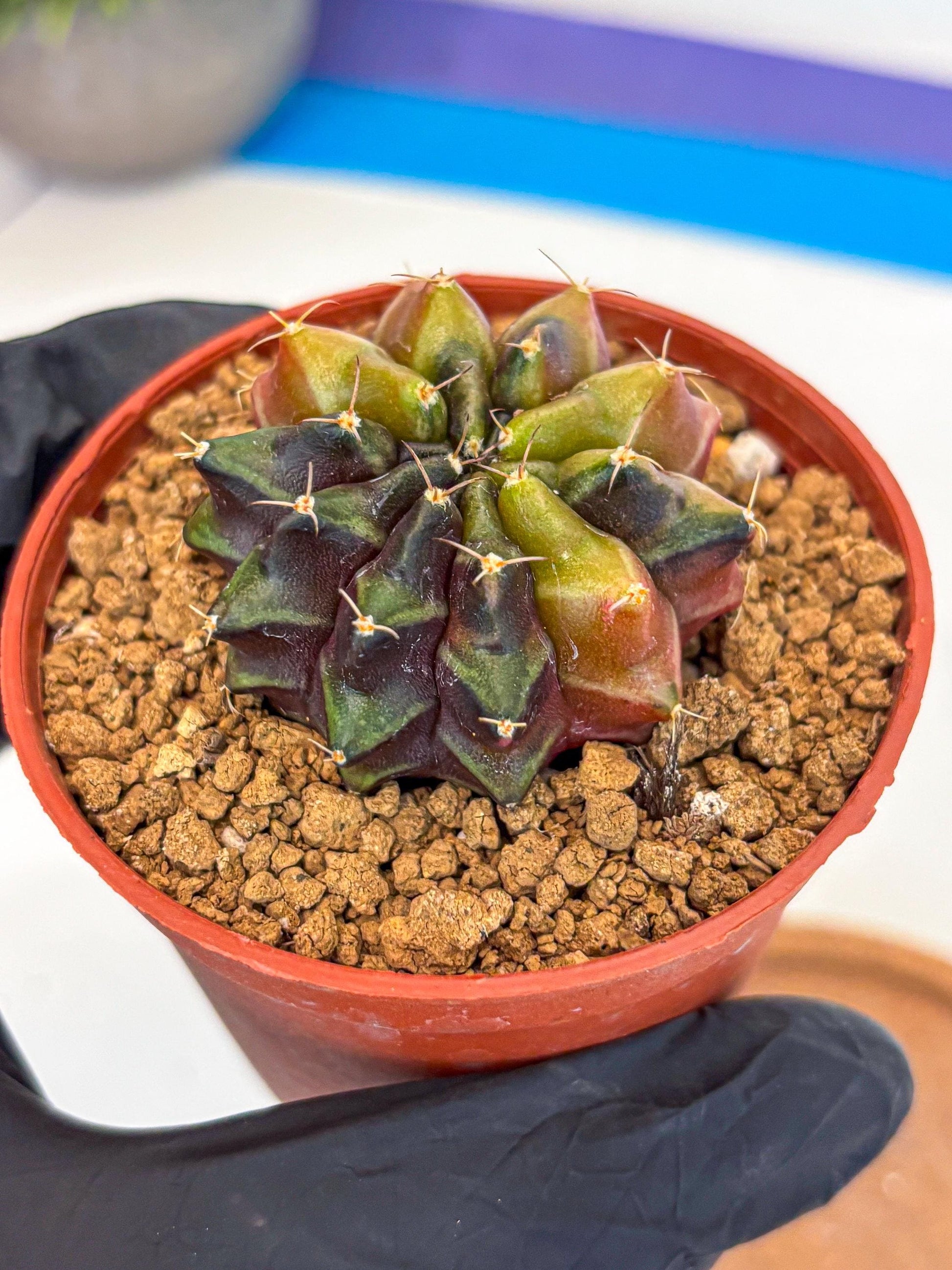 Gymnocalycium Sepia (gy12) (g5) | colorful Variegated Cactus