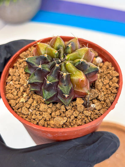 Gymnocalycium Sepia (gy12) (g5) | colorful Variegated Cactus
