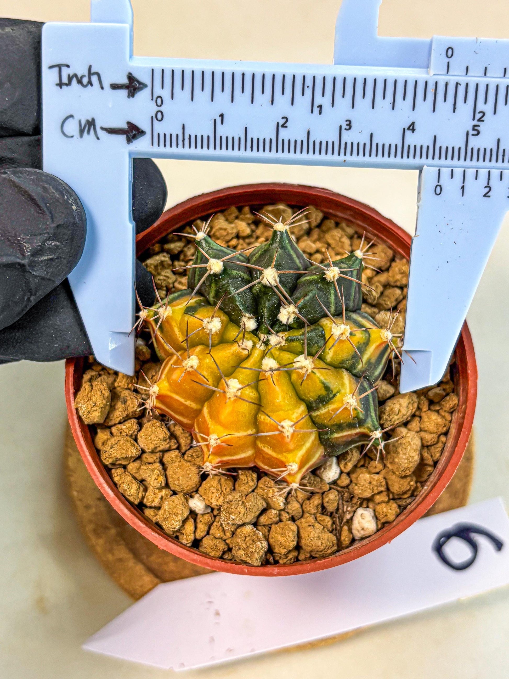 Gymnocalycium Sepia (gy12) (g6) | colorful Variegated Cactus