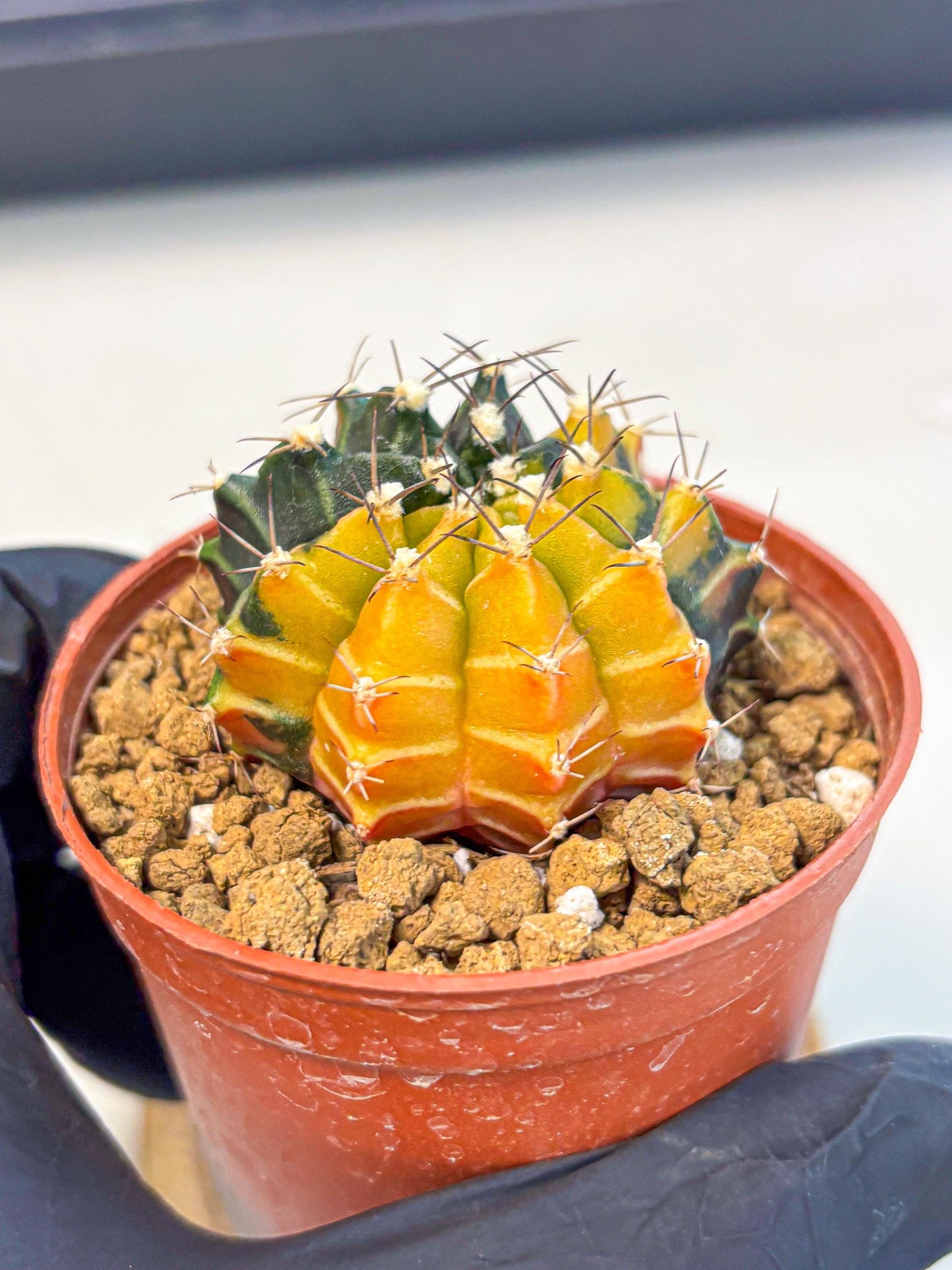 Gymnocalycium Sepia (gy12) (g6) | colorful Variegated Cactus