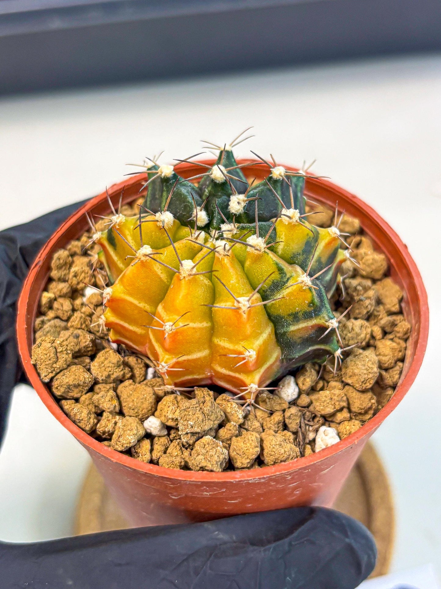 Gymnocalycium Sepia (gy12) (g6) | colorful Variegated Cactus