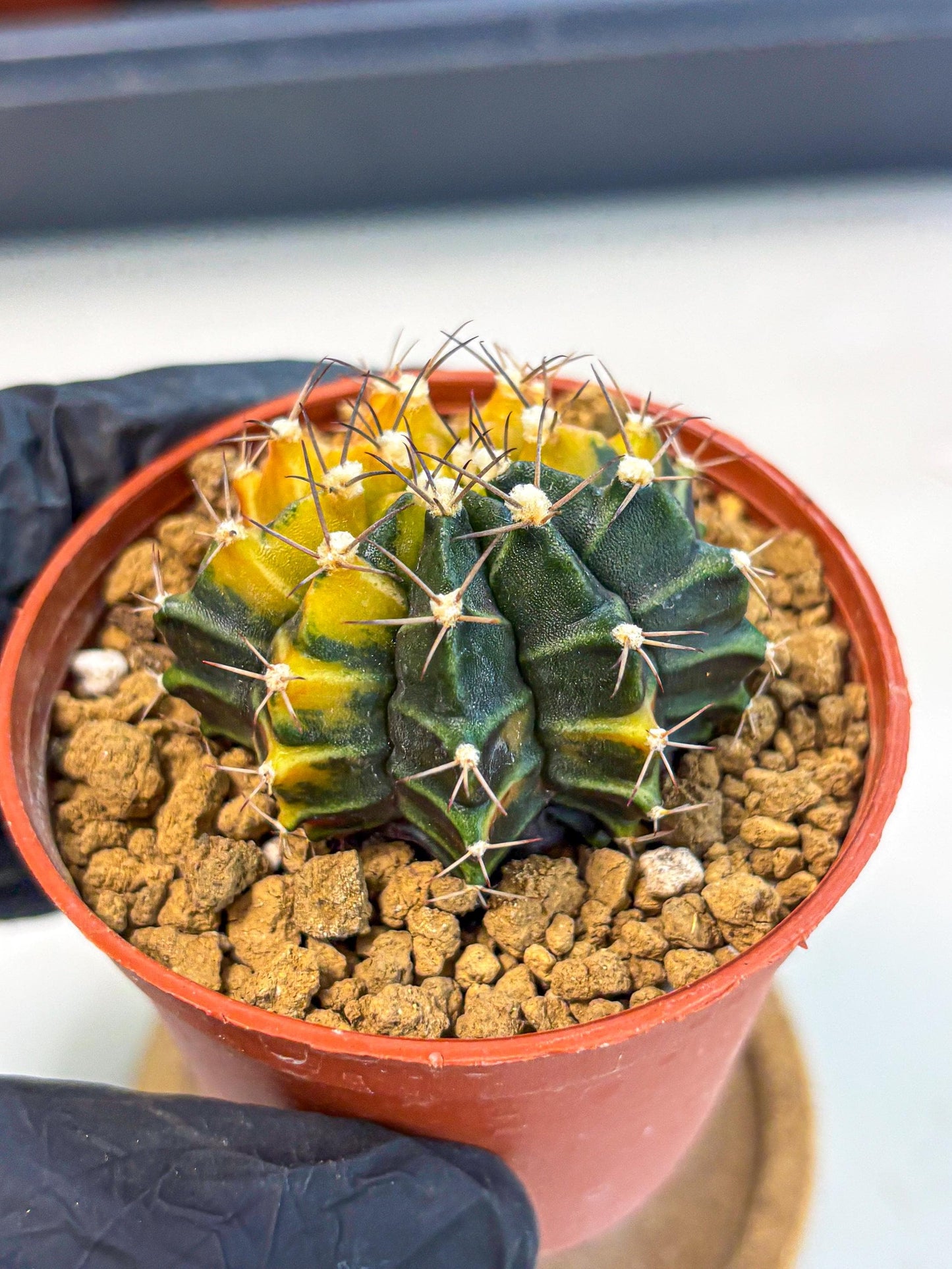 Gymnocalycium Sepia (gy12) (g6) | colorful Variegated Cactus