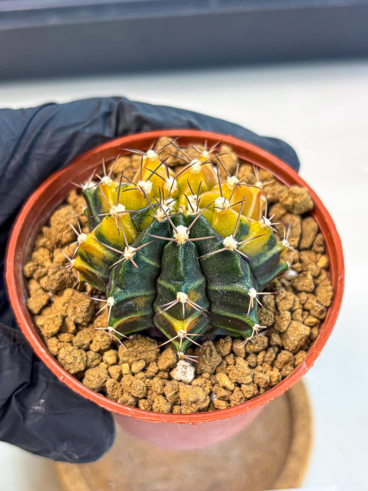 Gymnocalycium Sepia (gy12) (g6) | colorful Variegated Cactus