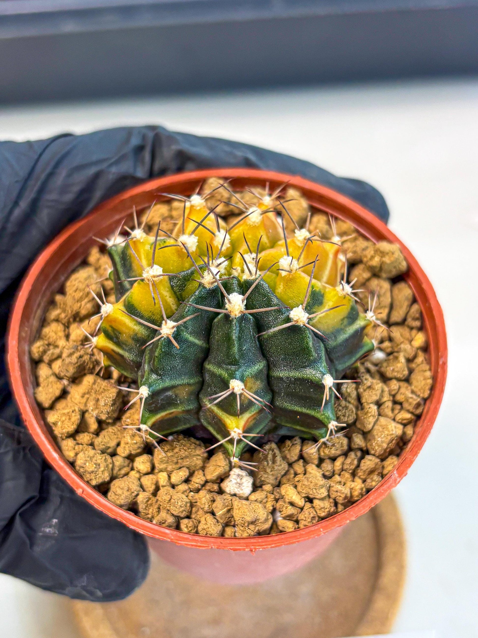 Gymnocalycium Sepia (gy12) (g6) | colorful Variegated Cactus