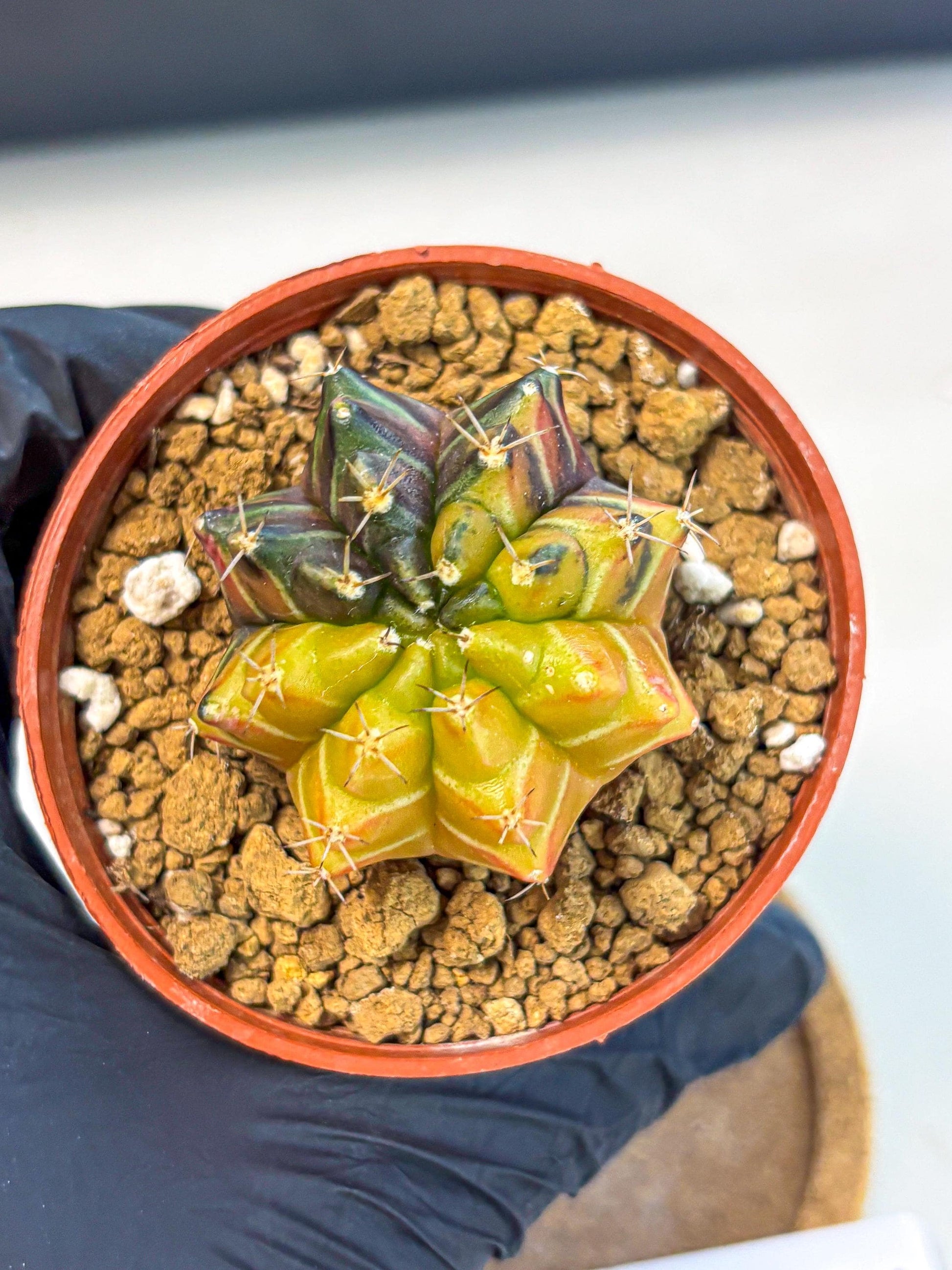 Gymnocalycium Sepia (gy12) (g7) | colorful Variegated Cactus