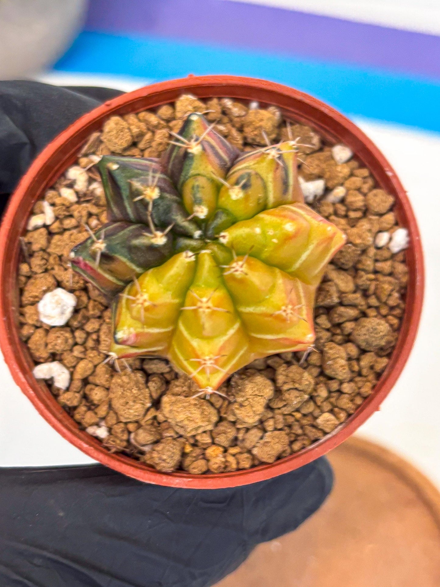 Gymnocalycium Sepia (gy12) (g7) | colorful Variegated Cactus