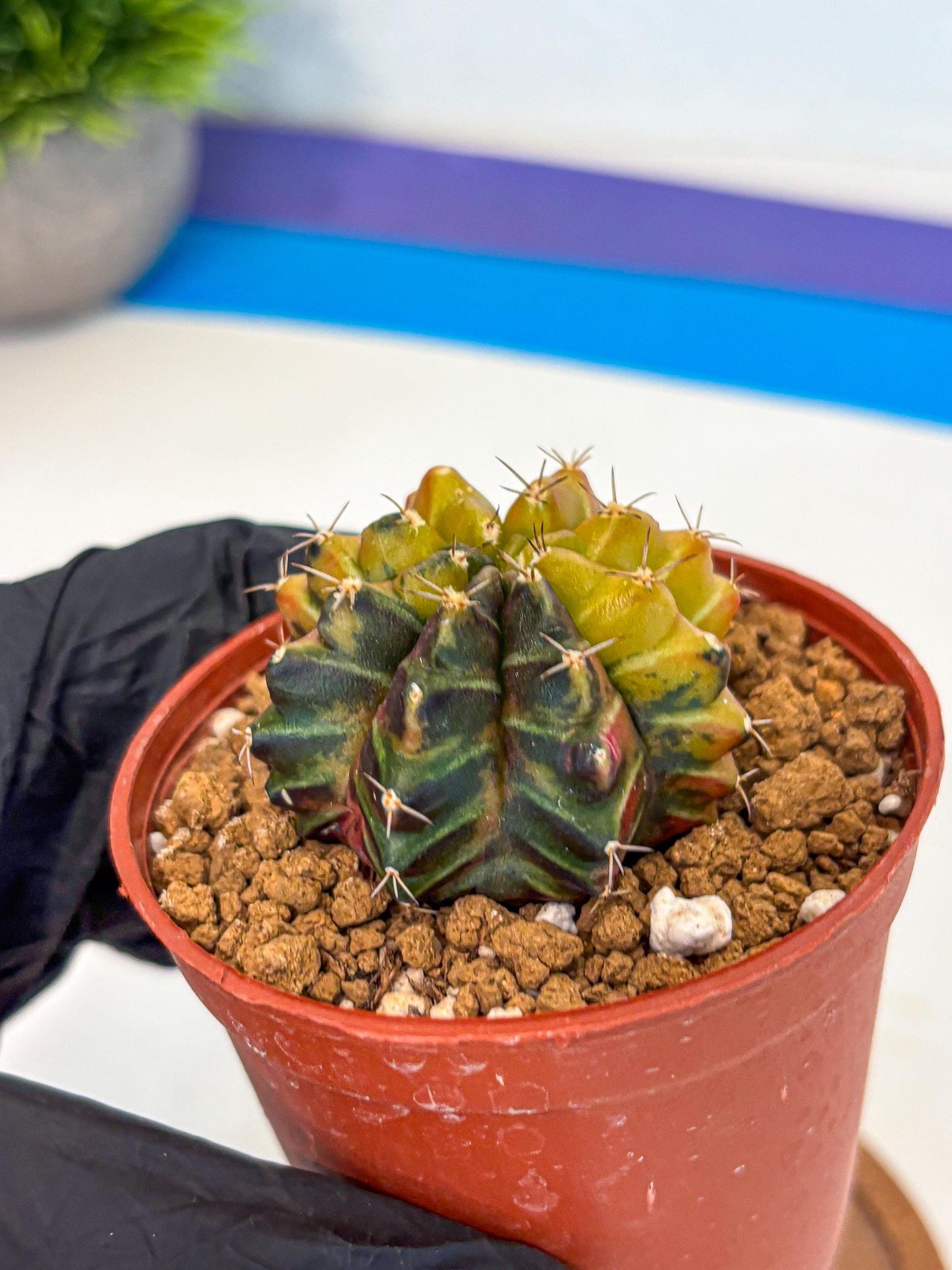 Gymnocalycium Sepia (gy12) (g7) | colorful Variegated Cactus