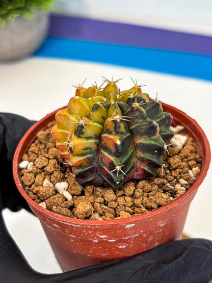Gymnocalycium Sepia (gy12) (g7) | colorful Variegated Cactus