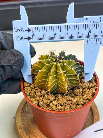Gymnocalycium Sepia (gy12) (r1) | colorful Variegated Cactus