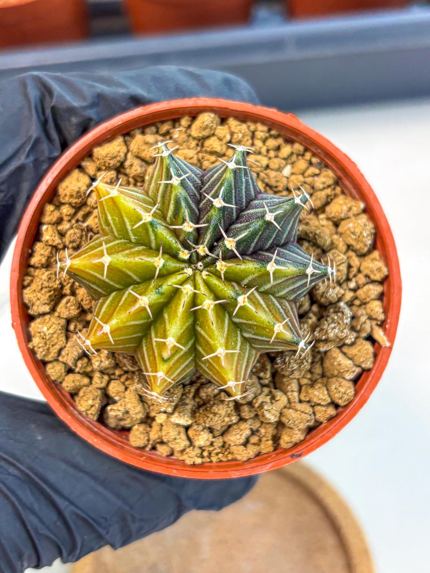 Gymnocalycium Sepia (gy12) (r1) | colorful Variegated Cactus