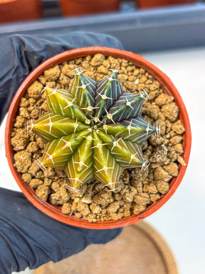 Gymnocalycium Sepia (gy12) (r1) | colorful Variegated Cactus
