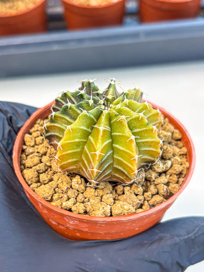 Gymnocalycium Sepia (gy12) (r1) | colorful Variegated Cactus