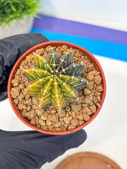 Gymnocalycium Sepia (gy12) (r1) | colorful Variegated Cactus