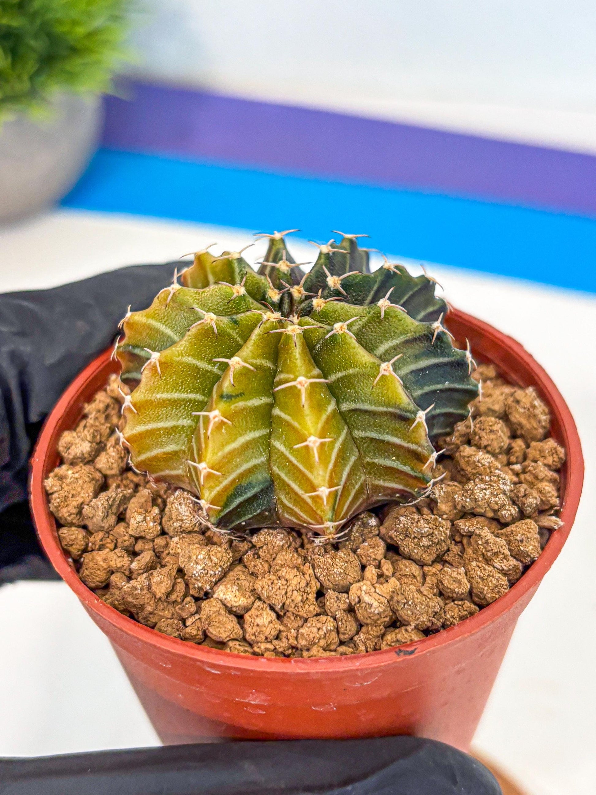 Gymnocalycium Sepia (gy12) (r1) | colorful Variegated Cactus