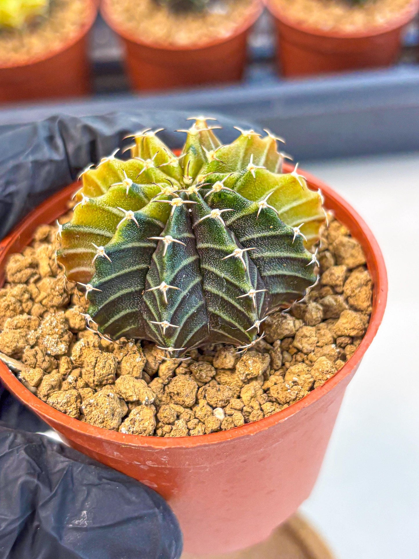 Gymnocalycium Sepia (gy12) (r1) | colorful Variegated Cactus