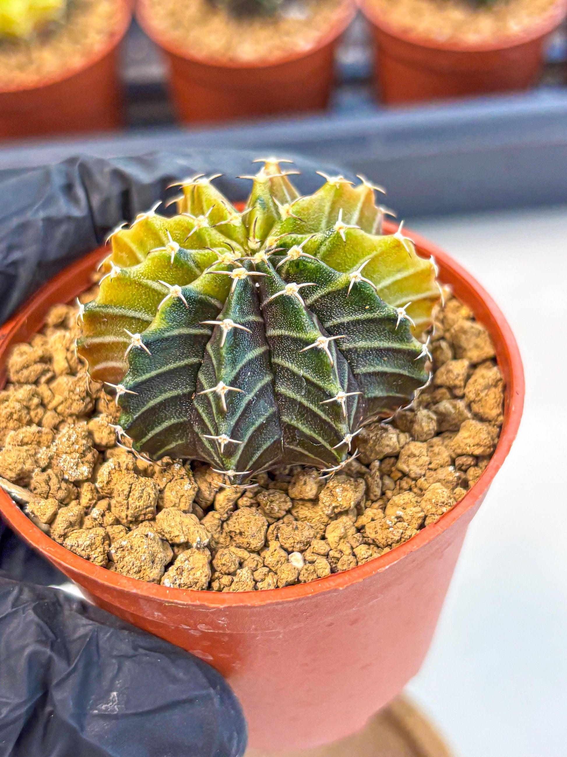 Gymnocalycium Sepia (gy12) (r1) | colorful Variegated Cactus