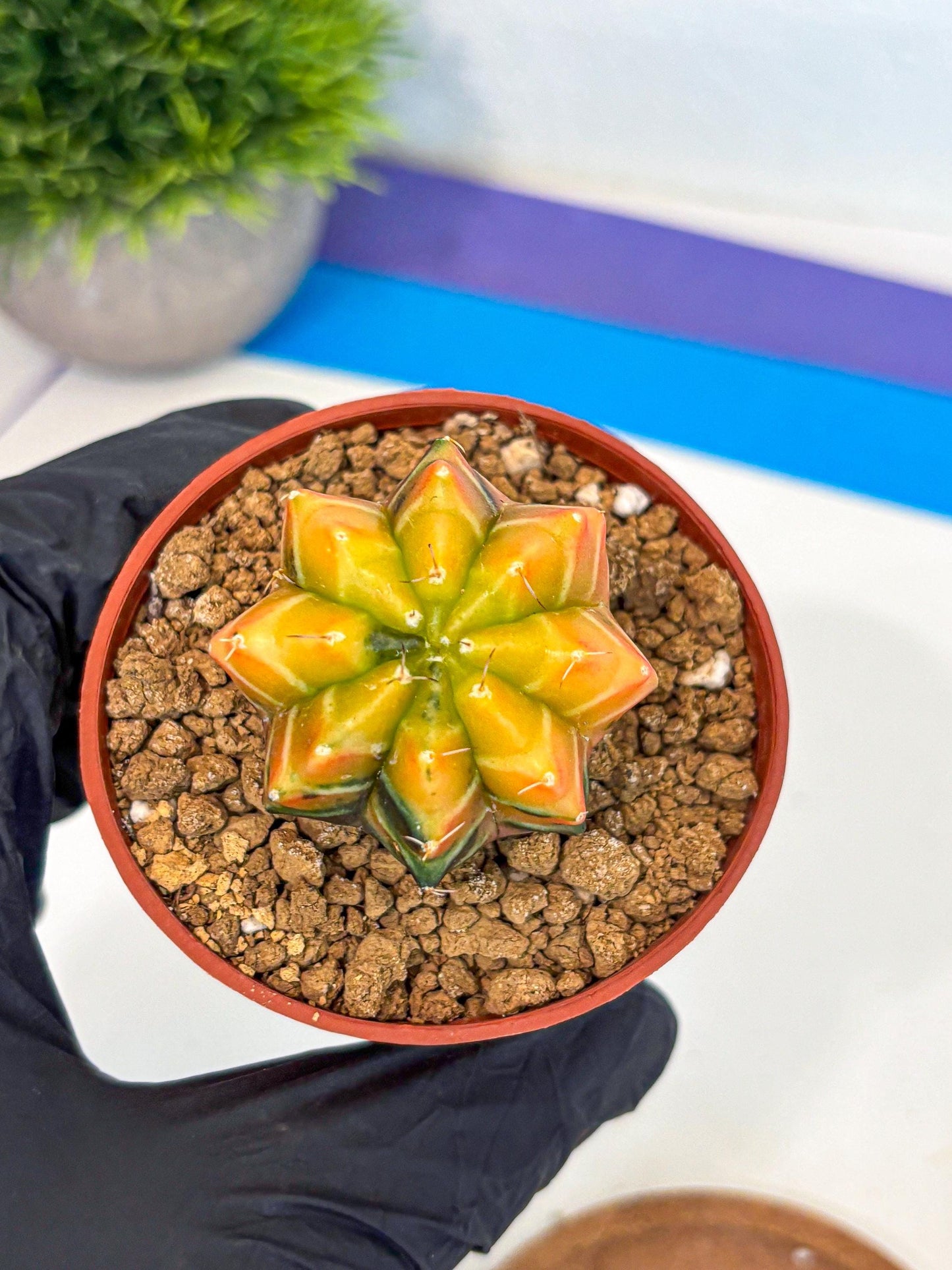 Gymnocalycium Sepia (gy12) (r2) | colorful Variegated Cactus