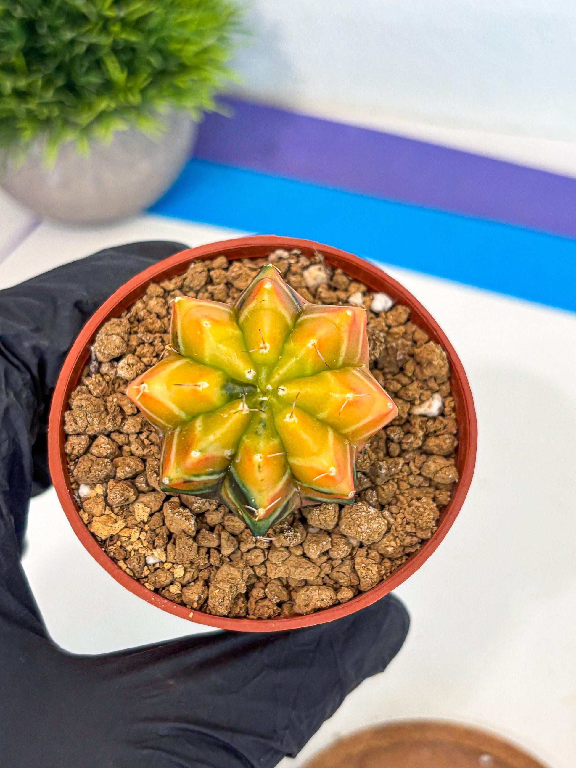 Gymnocalycium Sepia (gy12) (r2) | colorful Variegated Cactus