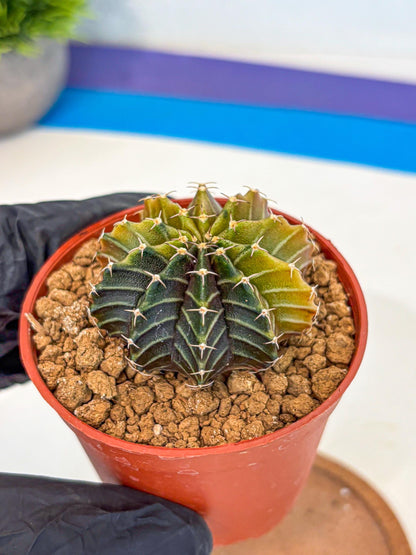 Gymnocalycium Sepia (gy12) (r1) | colorful Variegated Cactus