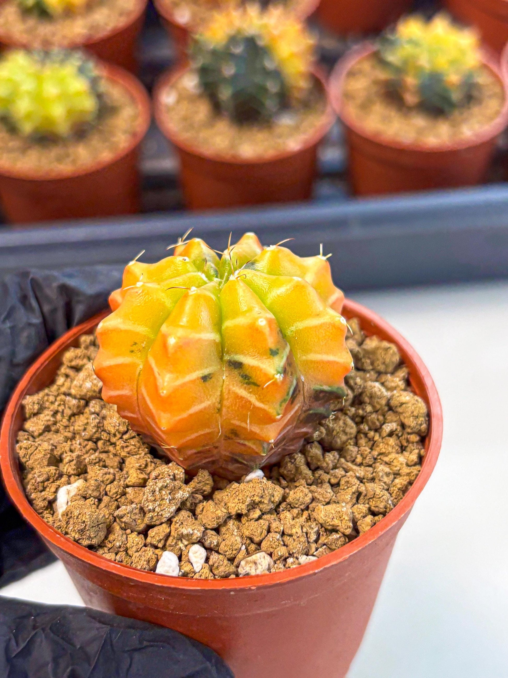 Gymnocalycium Sepia (gy12) (r2) | colorful Variegated Cactus