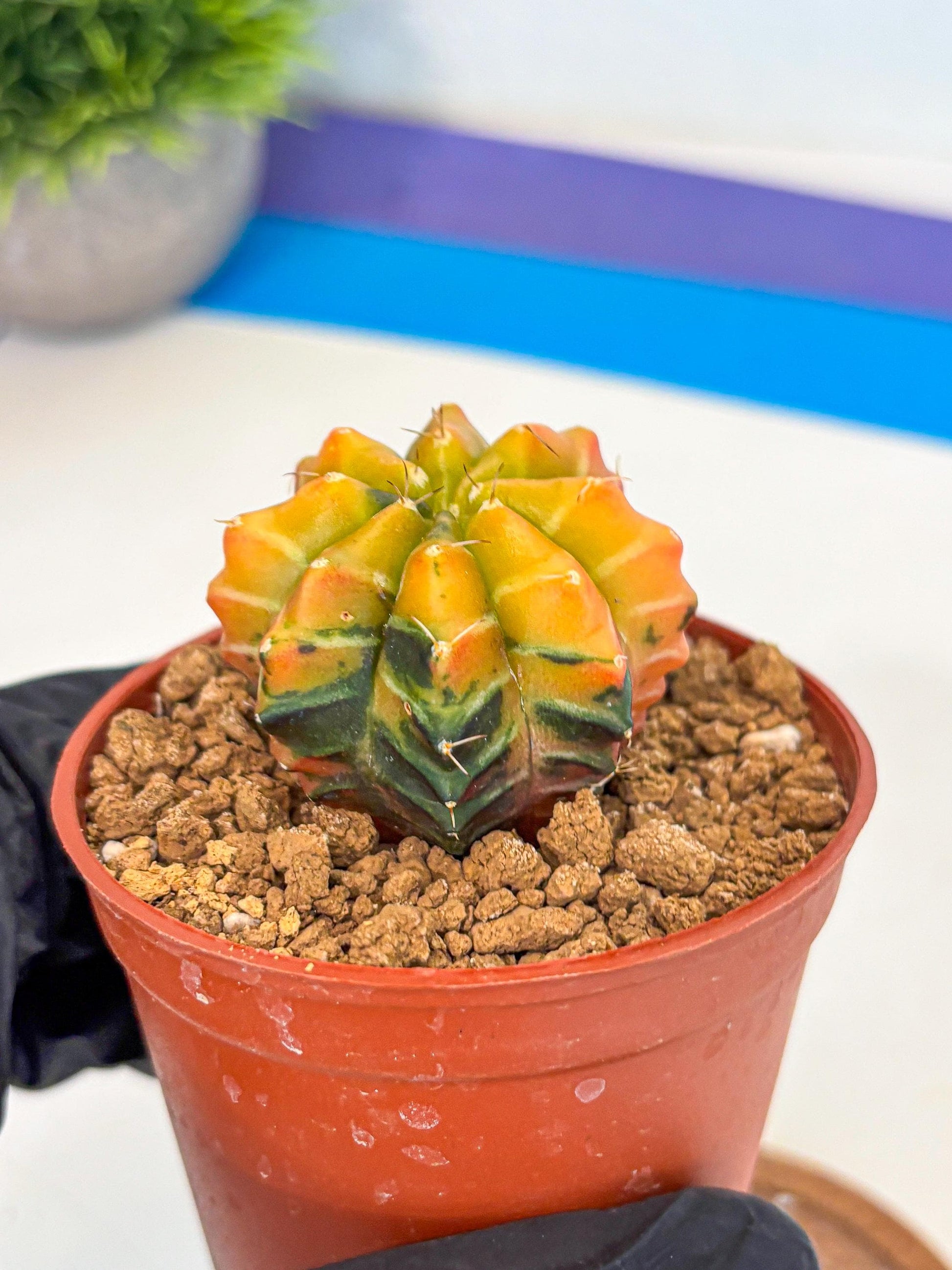 Gymnocalycium Sepia (gy12) (r2) | colorful Variegated Cactus