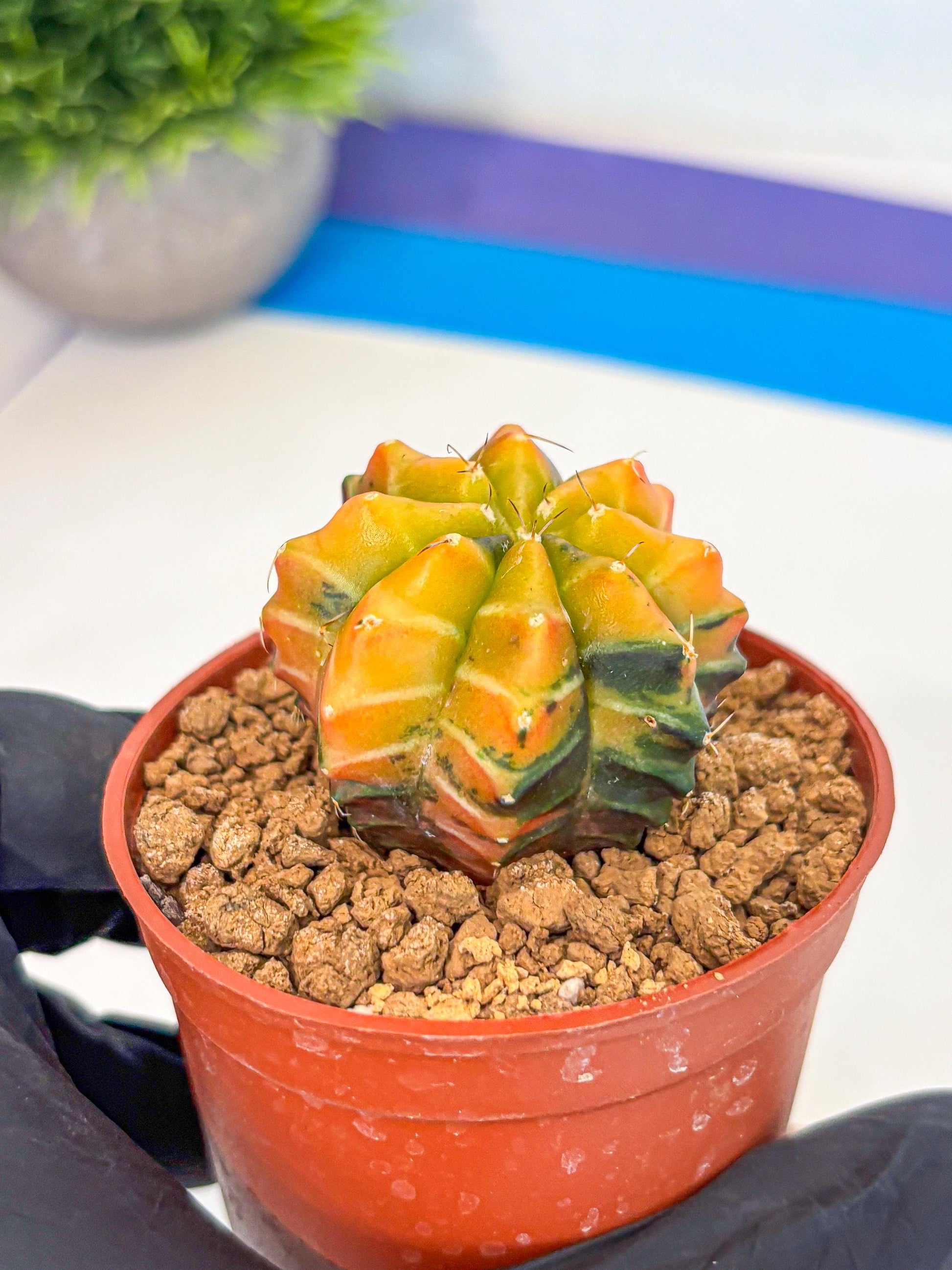 Gymnocalycium Sepia (gy12) (r2) | colorful Variegated Cactus