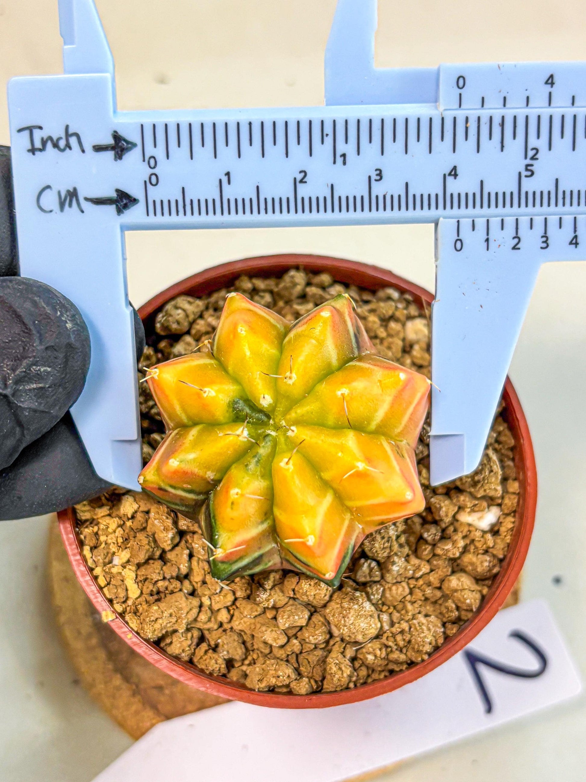 Gymnocalycium Sepia (gy12) (r2) | colorful Variegated Cactus