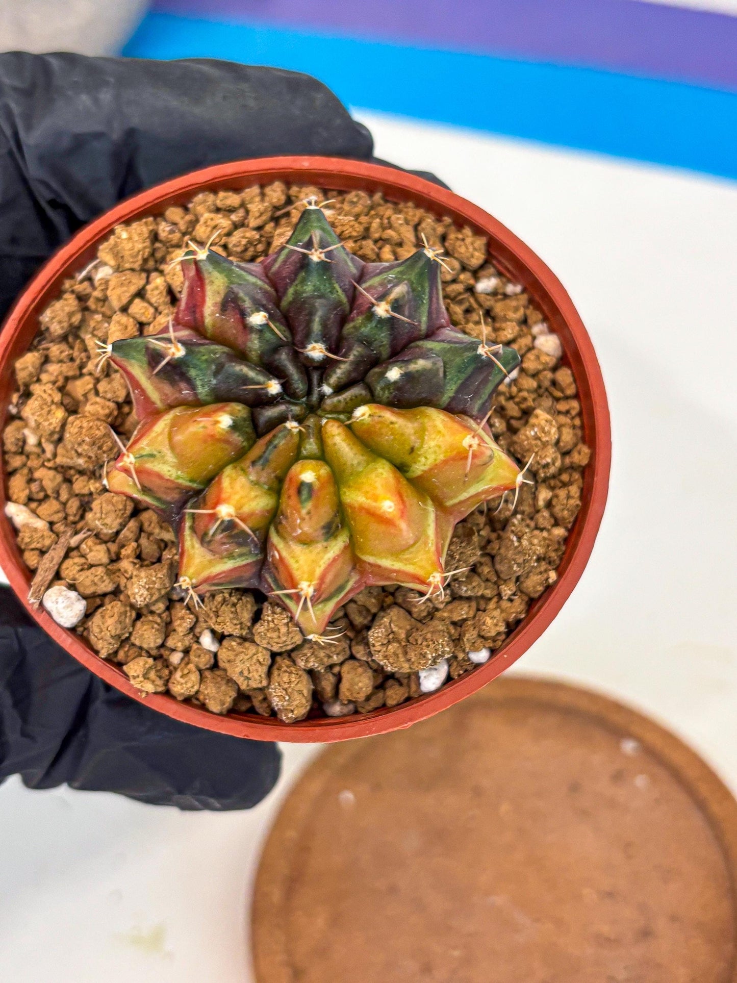 Gymnocalycium Sepia (gy12) (r3) | colorful Variegated Cactus