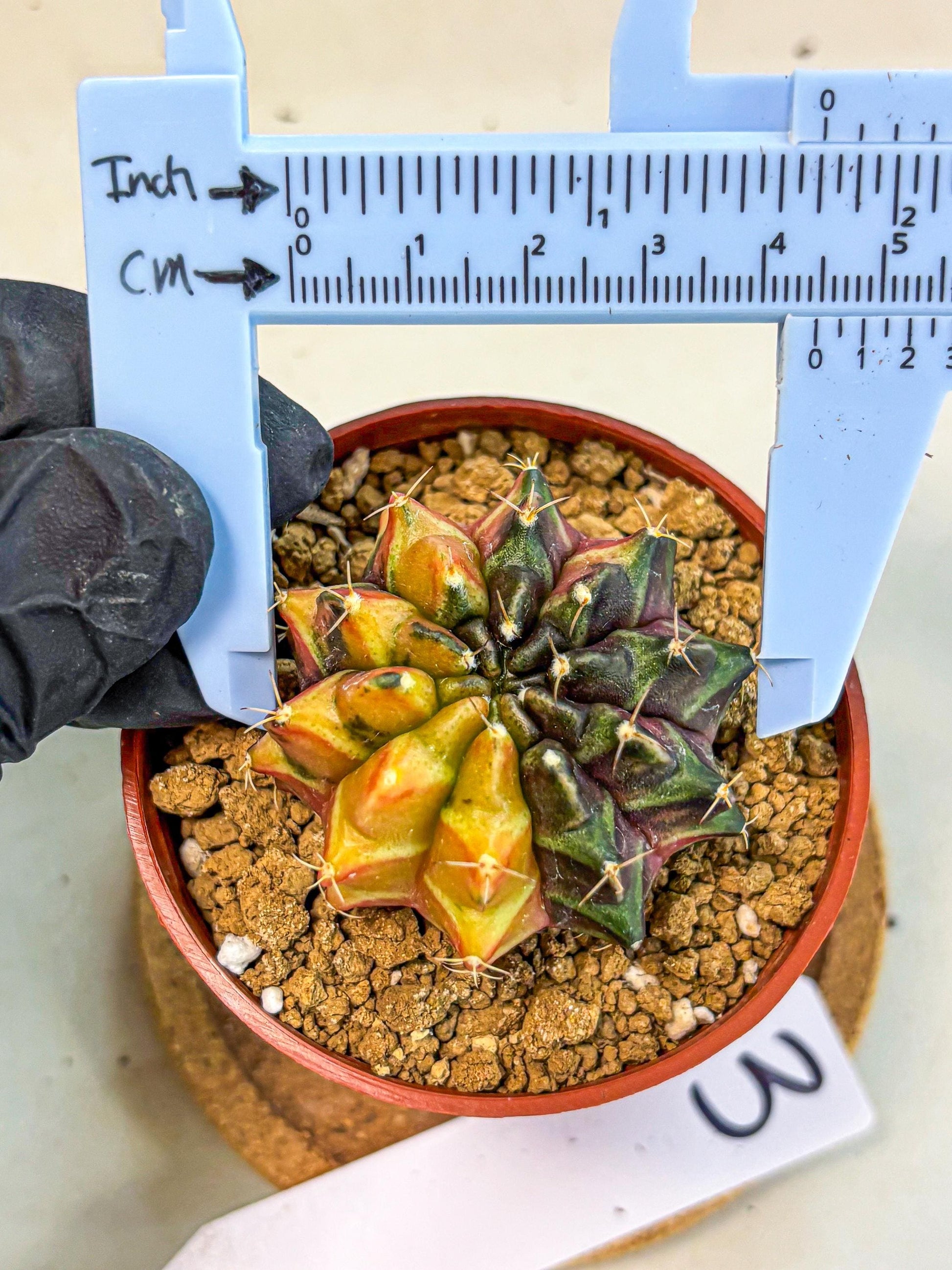 Gymnocalycium Sepia (gy12) (r3) | colorful Variegated Cactus