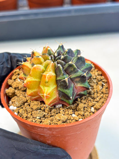 Gymnocalycium Sepia (gy12) (r3) | colorful Variegated Cactus