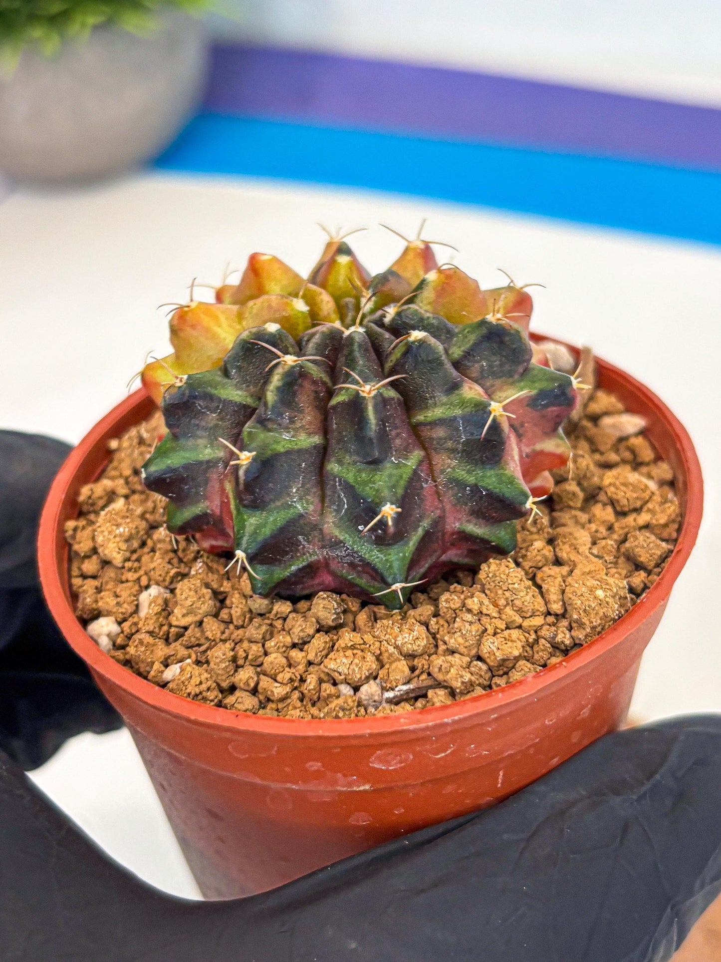 Gymnocalycium Sepia (gy12) (r3) | colorful Variegated Cactus