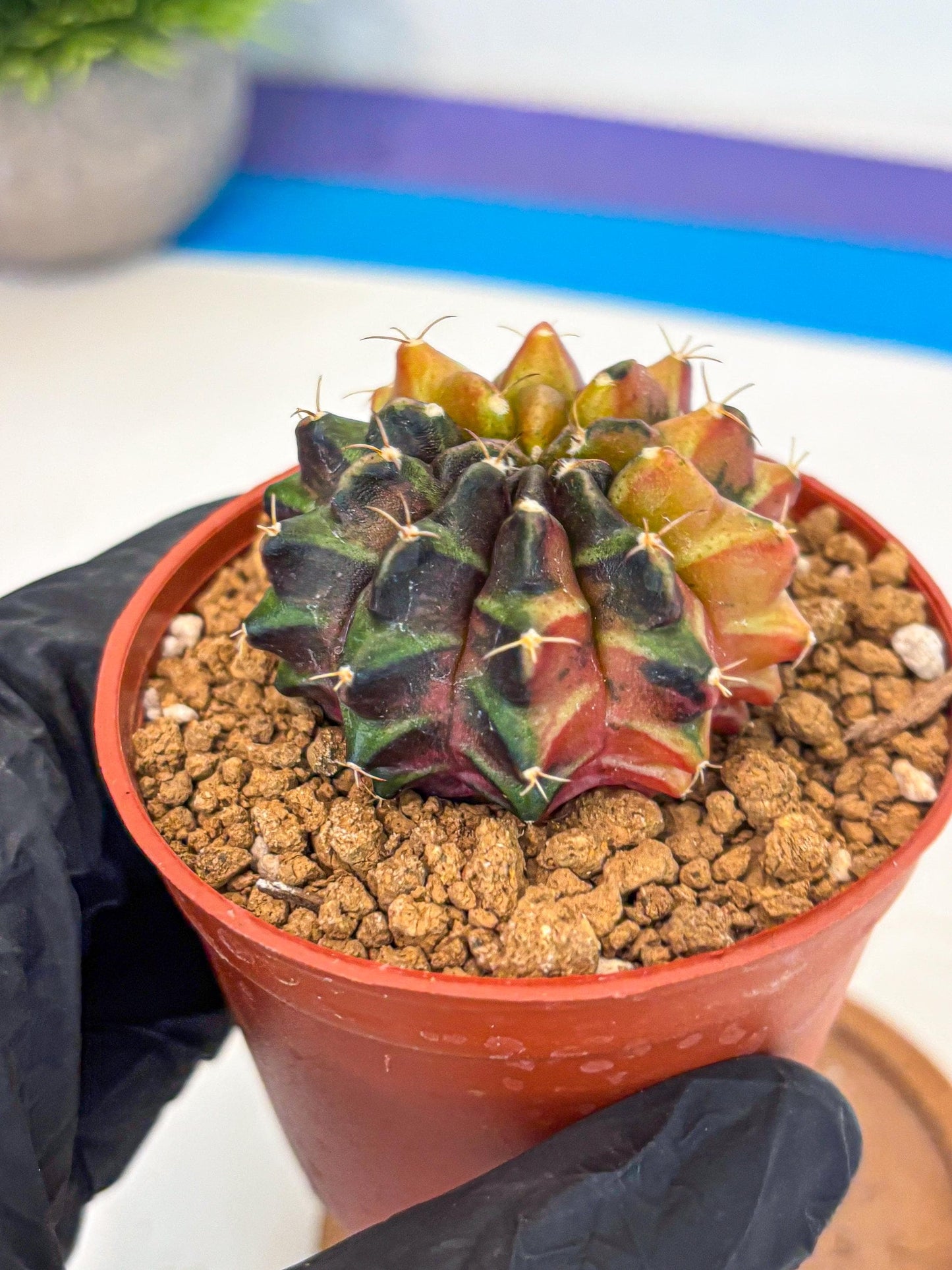 Gymnocalycium Sepia (gy12) (r3) | colorful Variegated Cactus