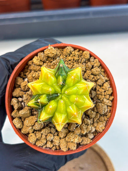 Gymnocalycium Sepia (gy12) (4r) | colorful Variegated Cactus