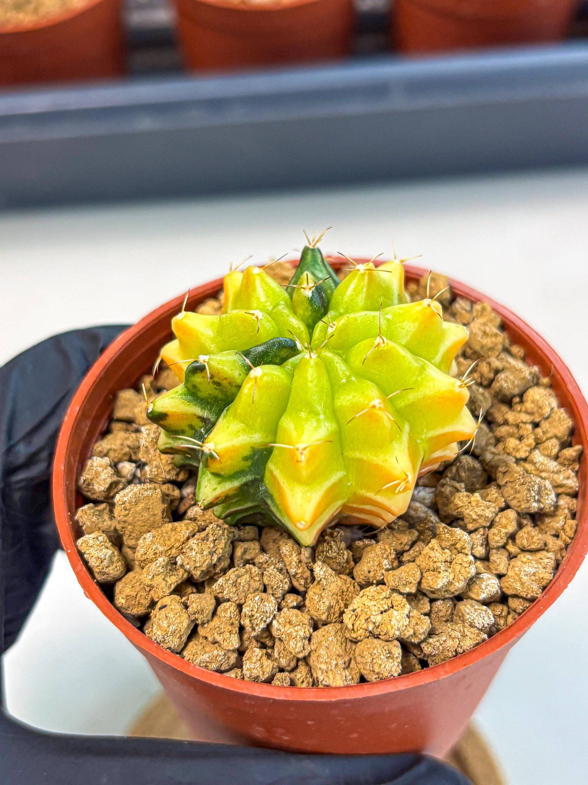 Gymnocalycium Sepia (gy12) (4r) | colorful Variegated Cactus