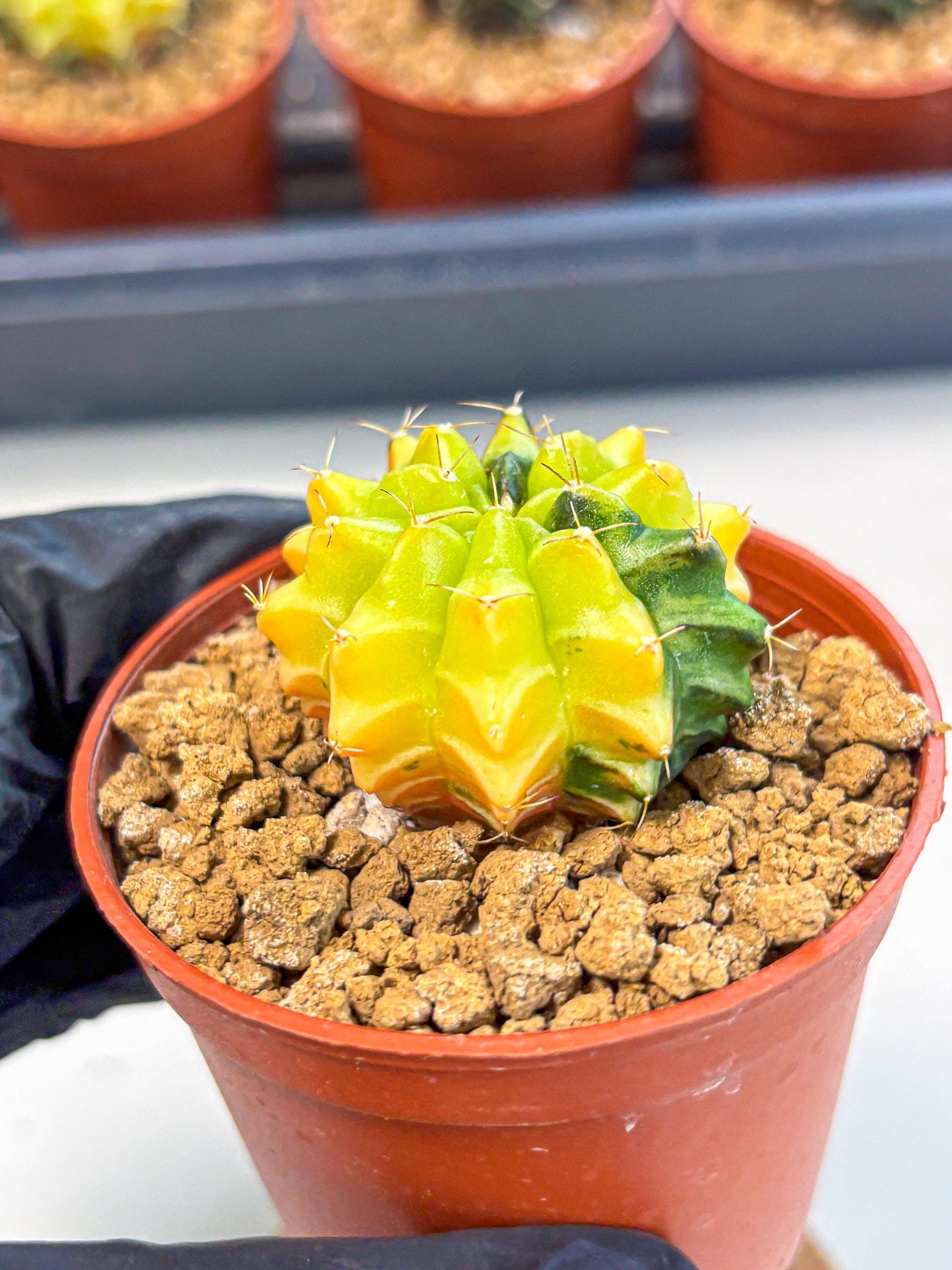 Gymnocalycium Sepia (gy12) (4r) | colorful Variegated Cactus