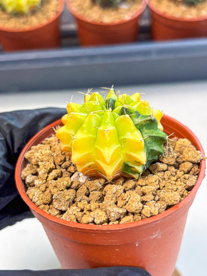 Gymnocalycium Sepia (gy12) (4r) | colorful Variegated Cactus
