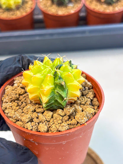 Gymnocalycium Sepia (gy12) (4r) | colorful Variegated Cactus