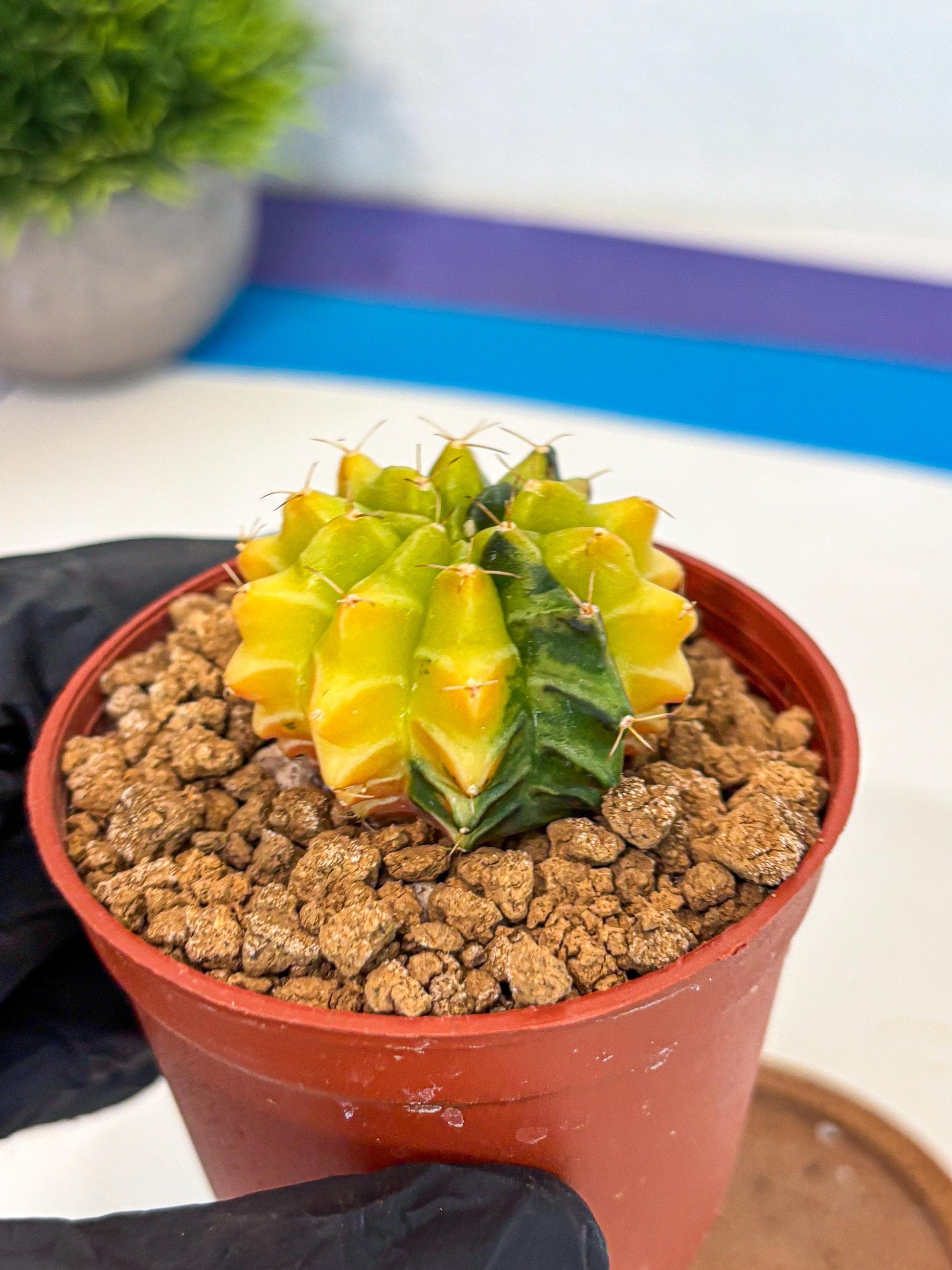 Gymnocalycium Sepia (gy12) (4r) | colorful Variegated Cactus