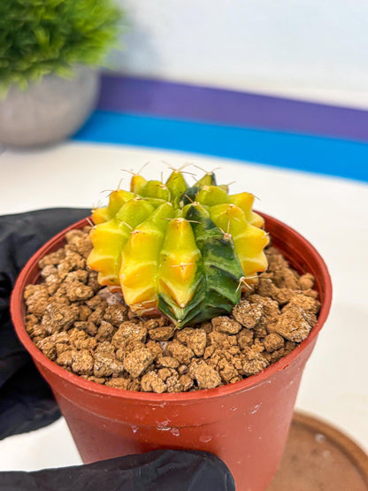 Gymnocalycium Sepia (gy12) (4r) | colorful Variegated Cactus