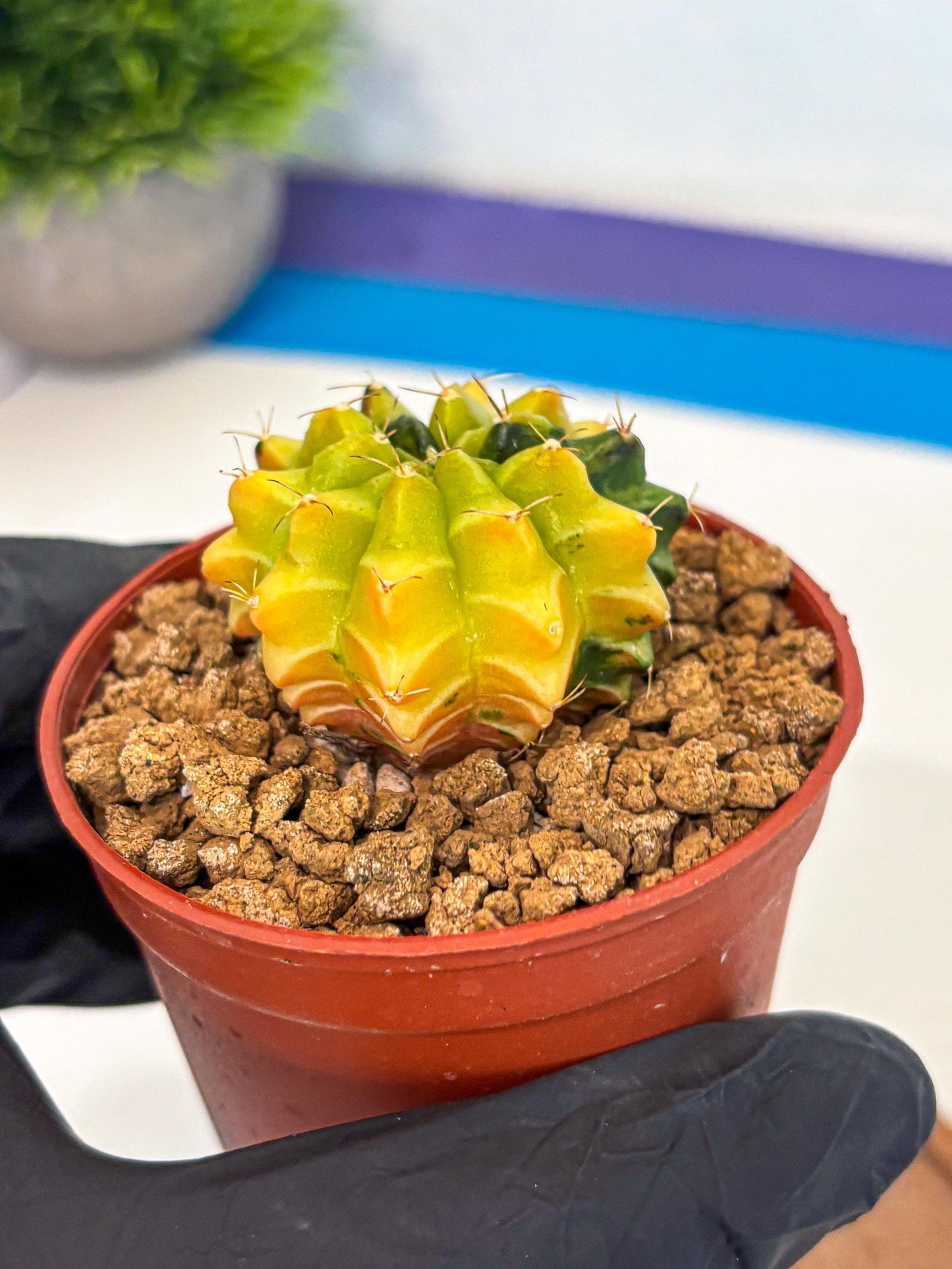 Gymnocalycium Sepia (gy12) (4r) | colorful Variegated Cactus