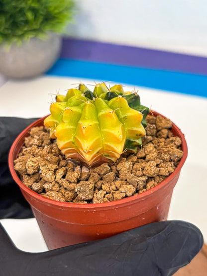 Gymnocalycium Sepia (gy12) (4r) | colorful Variegated Cactus