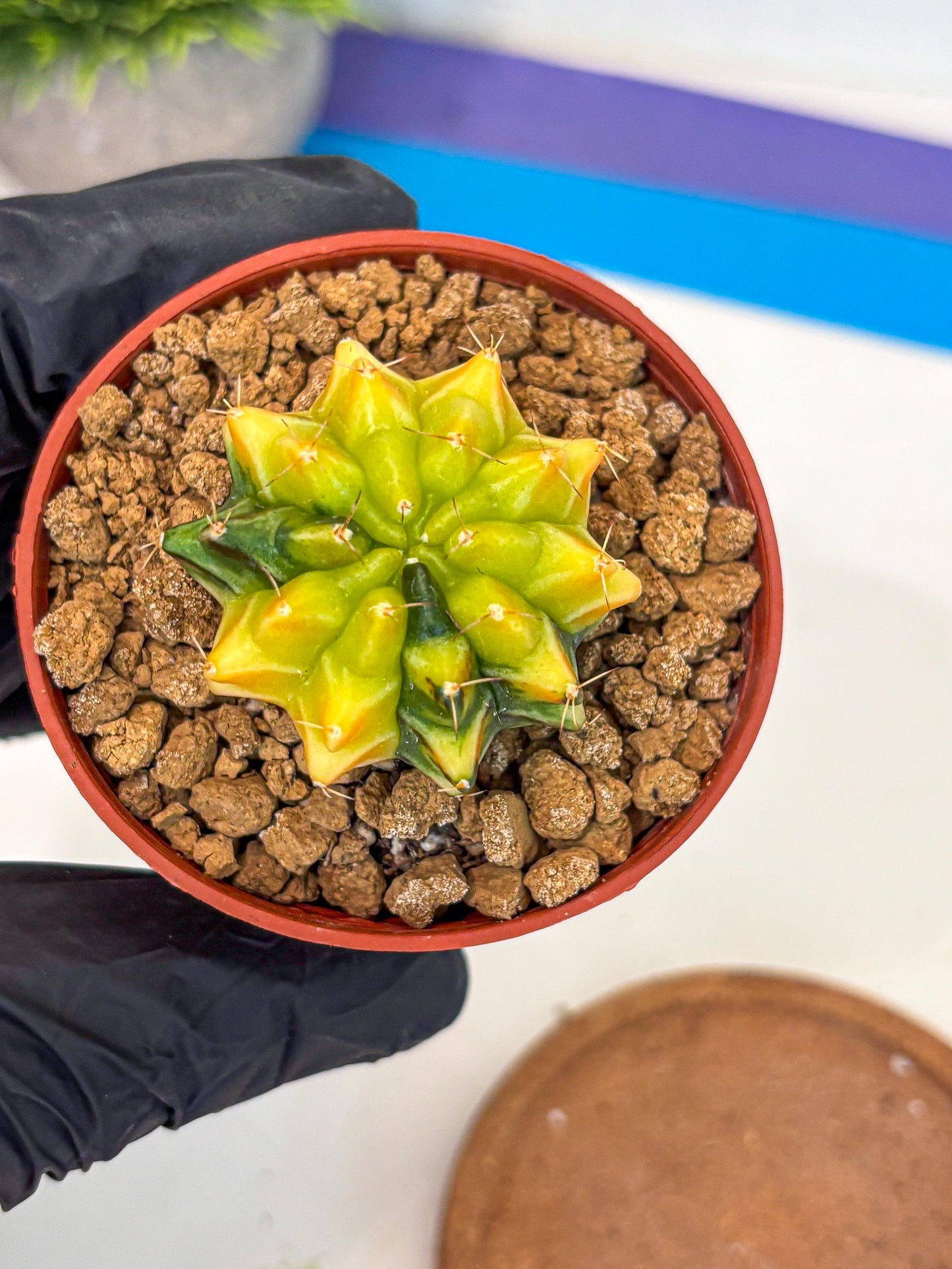 Gymnocalycium Sepia (gy12) (4r) | colorful Variegated Cactus