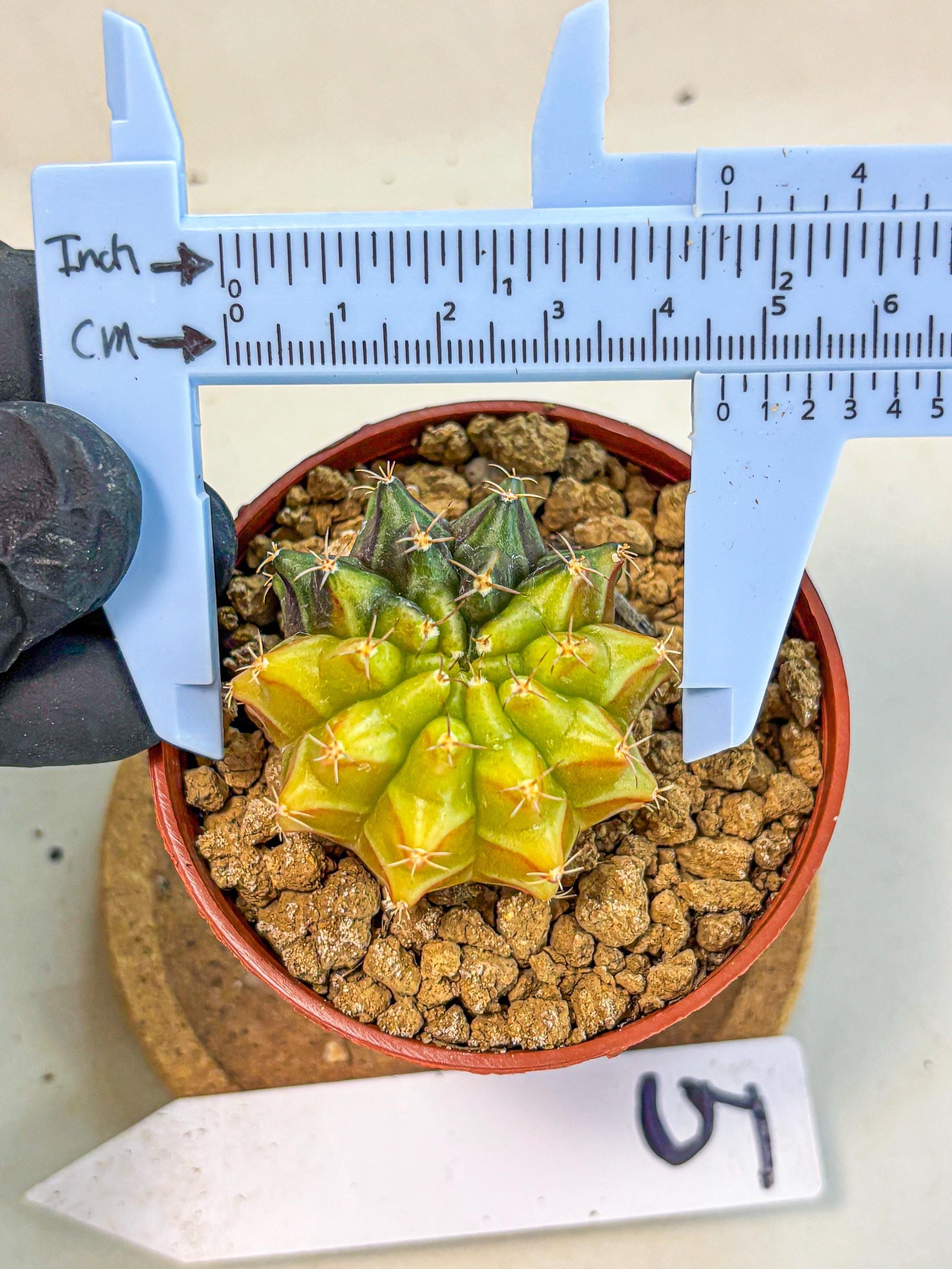 Gymnocalycium Sepia (gy12) (r5) | colorful Variegated Cactus