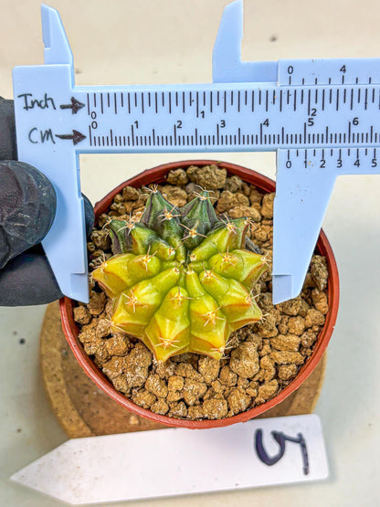 Gymnocalycium Sepia (gy12) (r5) | colorful Variegated Cactus