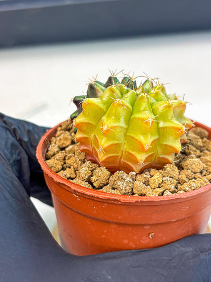 Gymnocalycium Sepia (gy12) (r5) | colorful Variegated Cactus