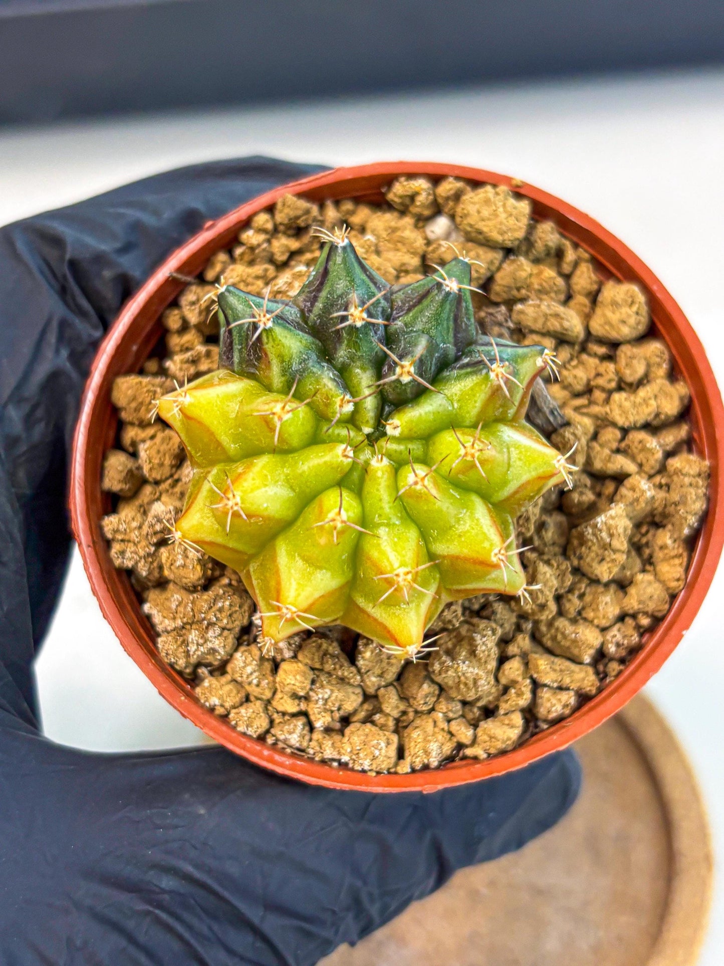 Gymnocalycium Sepia (gy12) (r5) | colorful Variegated Cactus