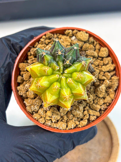 Gymnocalycium Sepia (gy12) (r5) | colorful Variegated Cactus