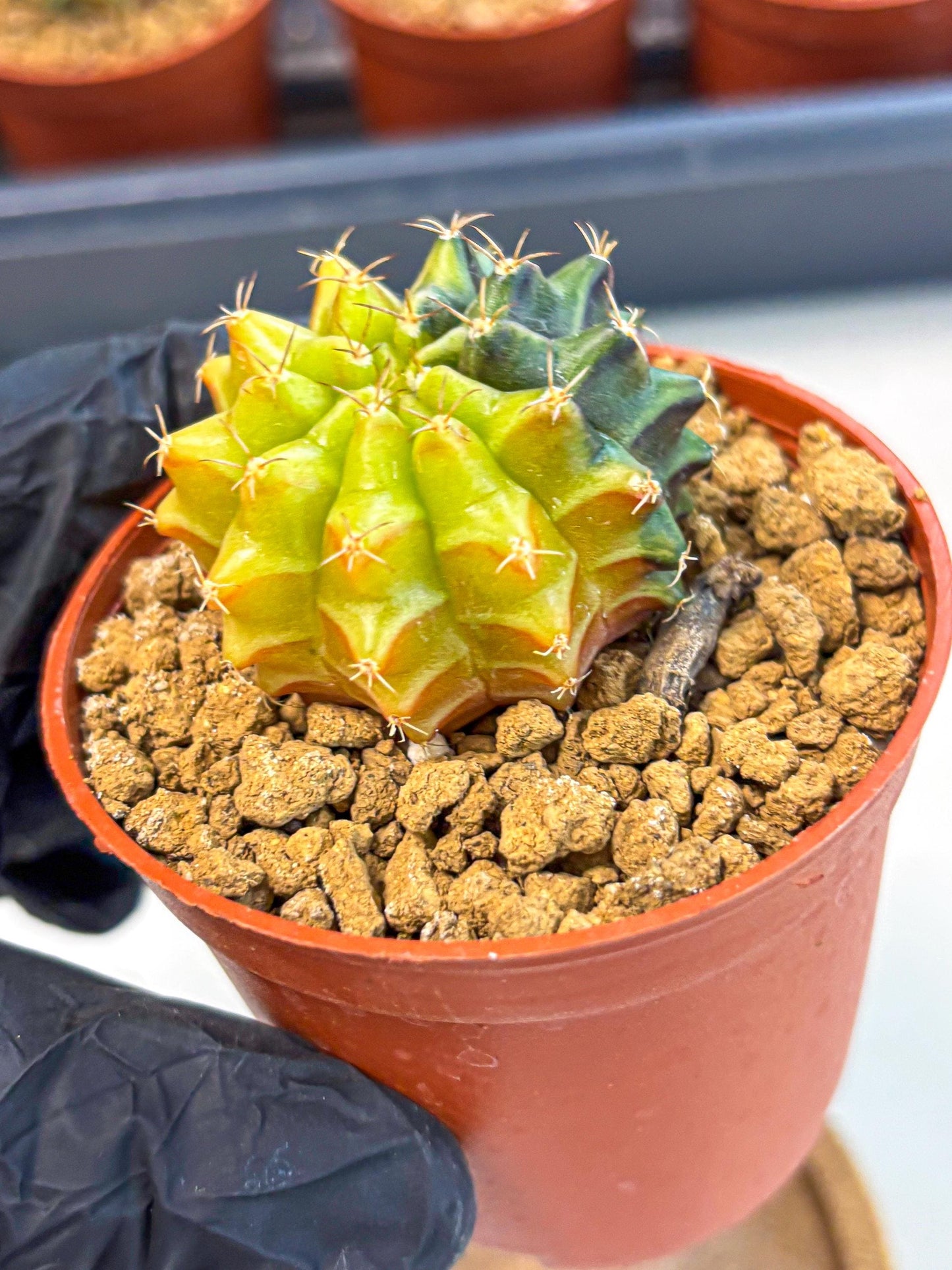 Gymnocalycium Sepia (gy12) (r5) | colorful Variegated Cactus