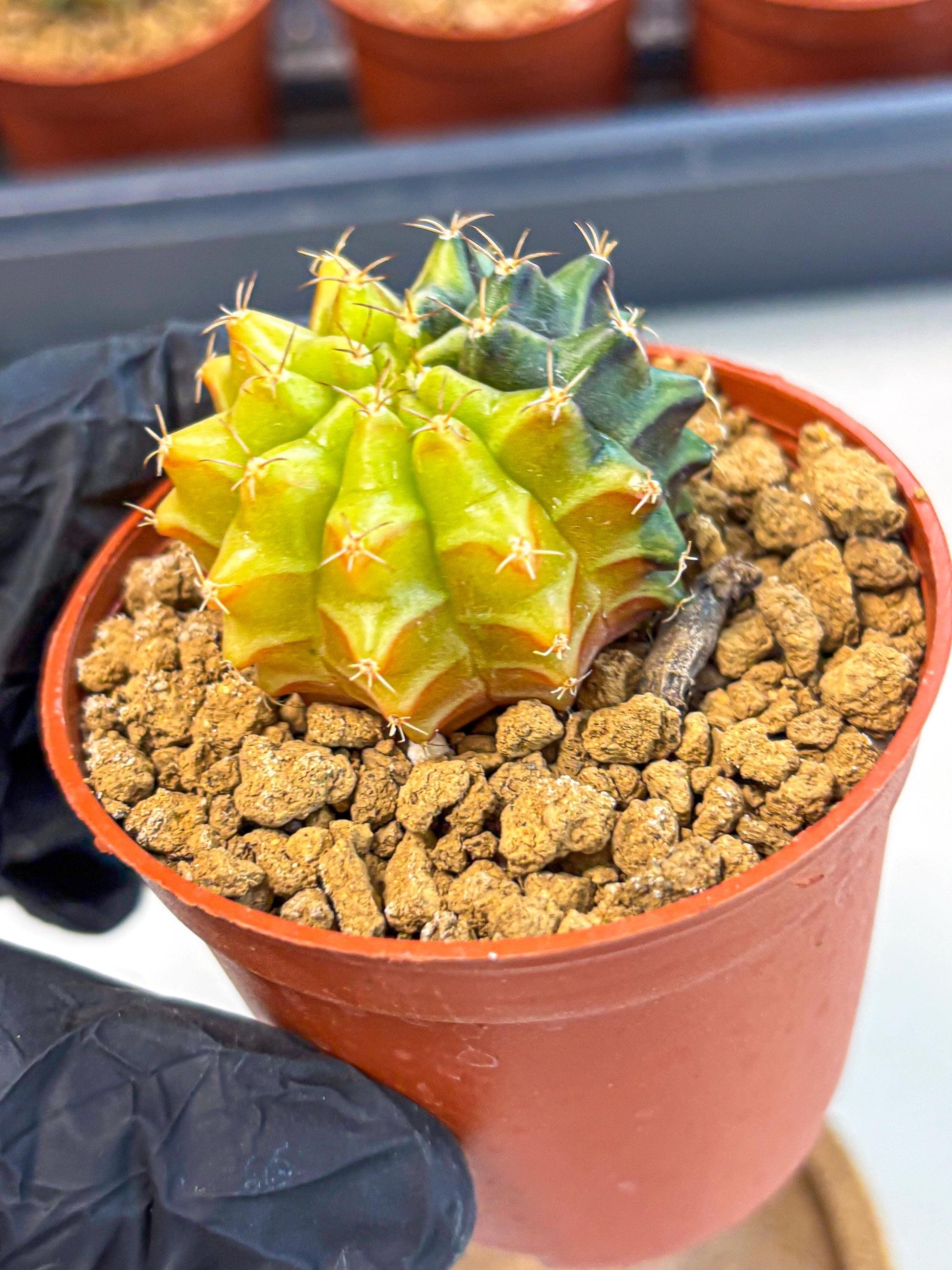 Gymnocalycium Sepia (gy12) (r5) | colorful Variegated Cactus